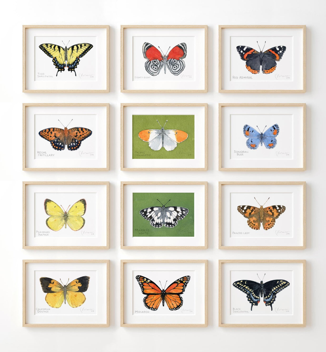 Butterfly Watercolor Print Set Choose Your Own Print Collection