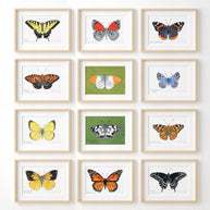 Butterfly Watercolor Print Set Choose Your Own Print Collection