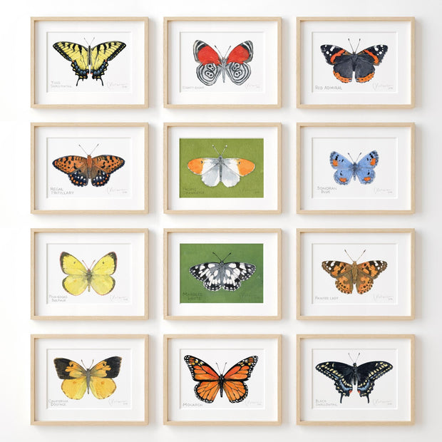 Butterfly Watercolor Print Set Choose Your Own Print Collection