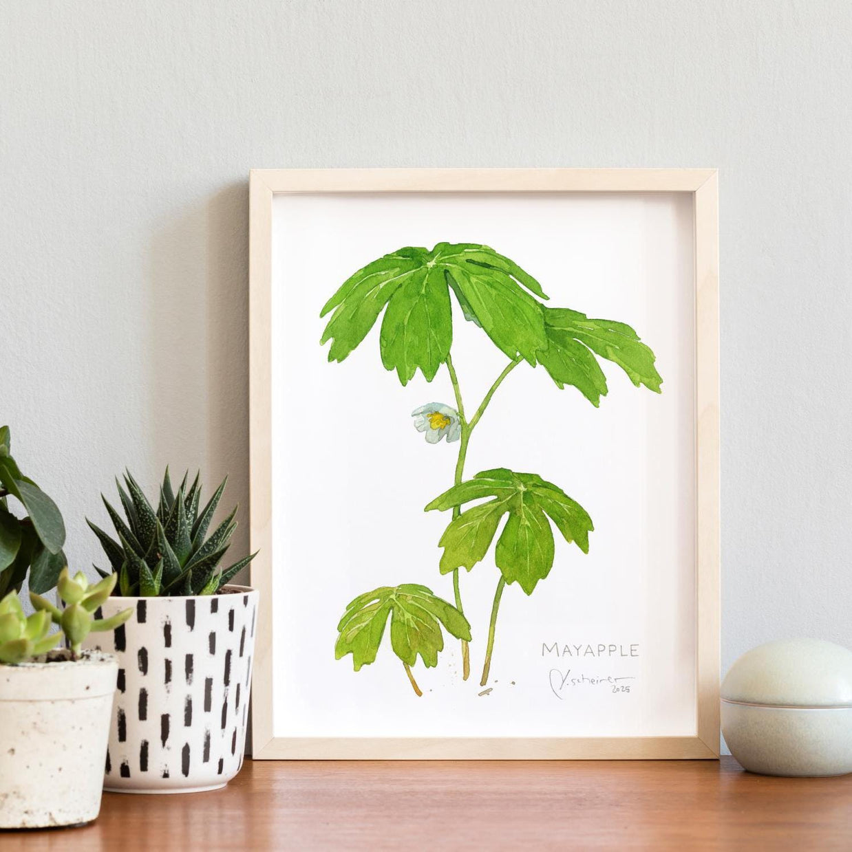 Mayapple Watercolor Print