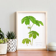 Mayapple Watercolor Print