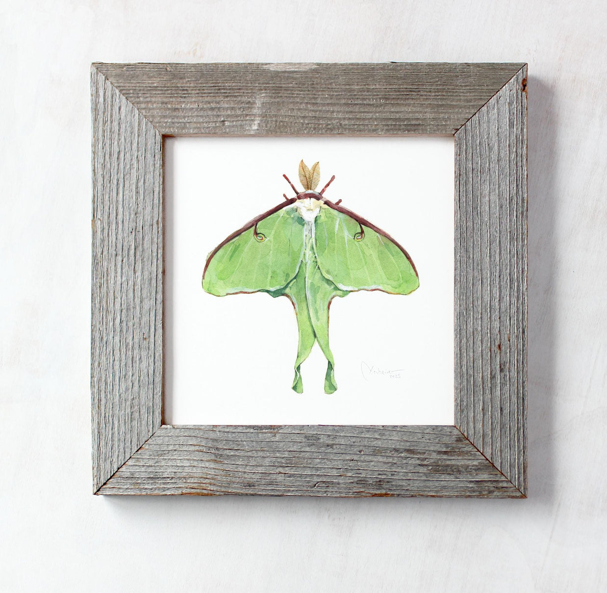 Luna Moth Print