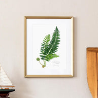 Christmas Fern Botanical Print