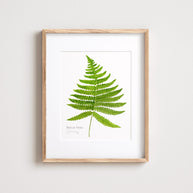 Beech Fern Botanical Print
