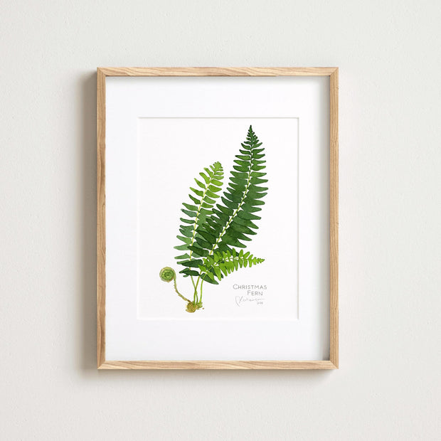 Christmas Fern Botanical Print