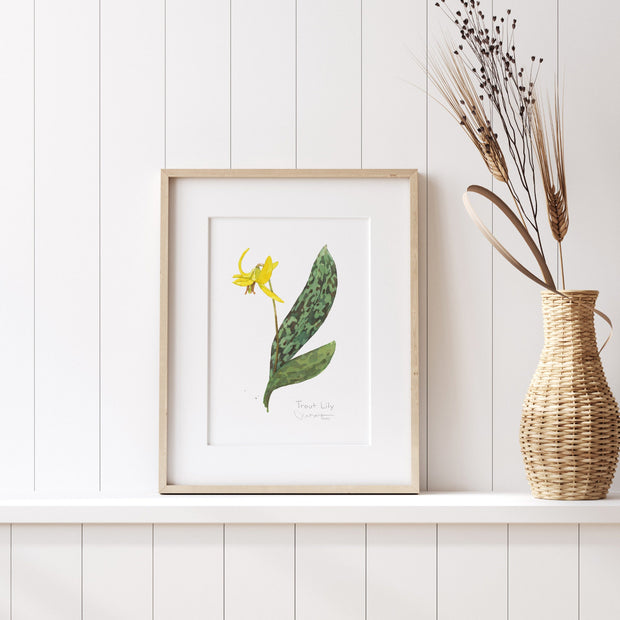 Trout Lily Print