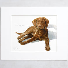 Chocolate Lab Print