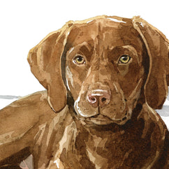 Chocolate Lab Print