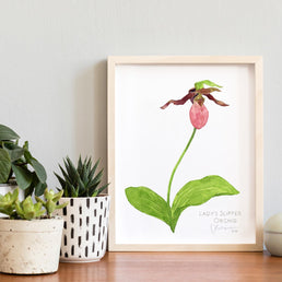 Lady's Slipper Orchid Print