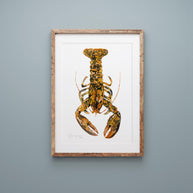 Rare Calico Lobster Print