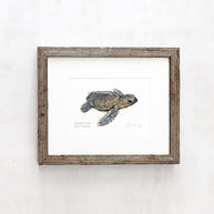 Loggerhead Sea Turtle Print