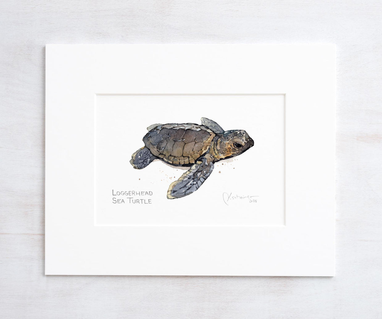 Loggerhead Sea Turtle Print