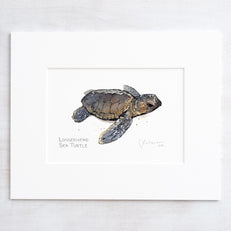 Loggerhead Sea Turtle Print