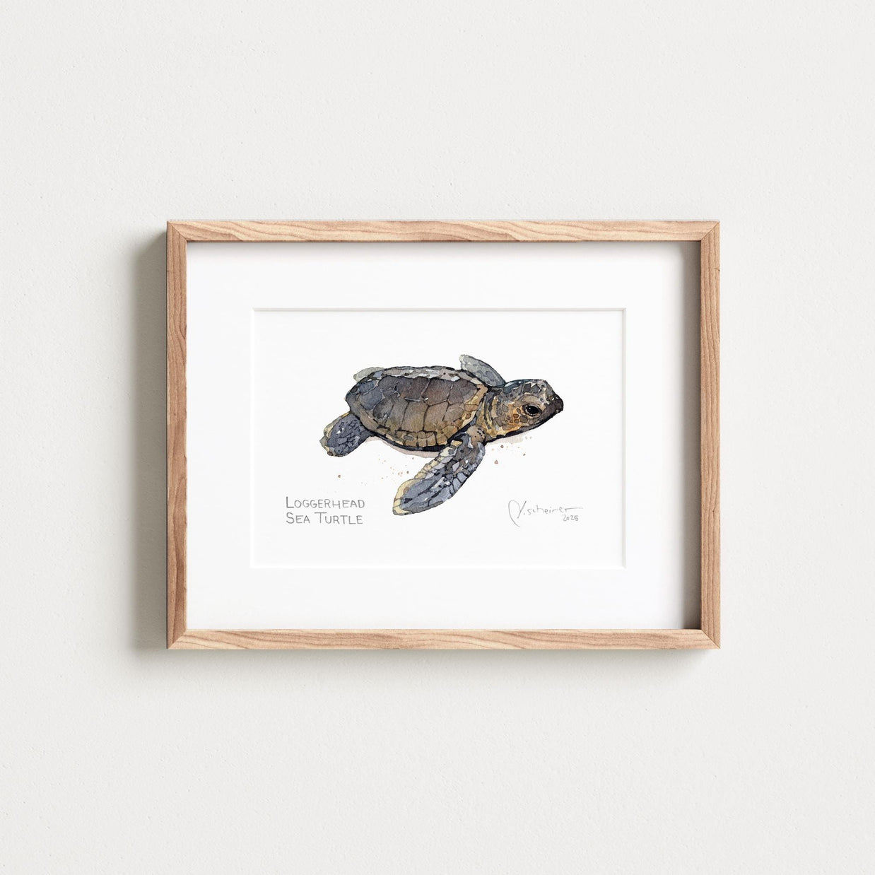 Loggerhead Sea Turtle Print