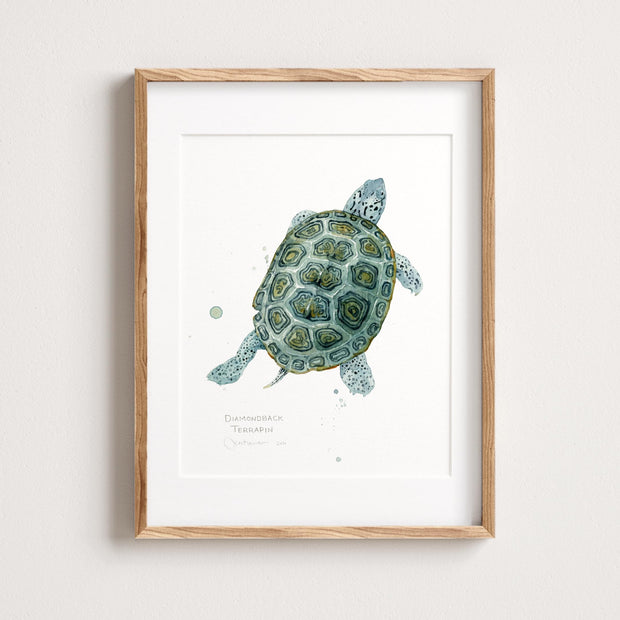 Diamondback Terrapin Art Print