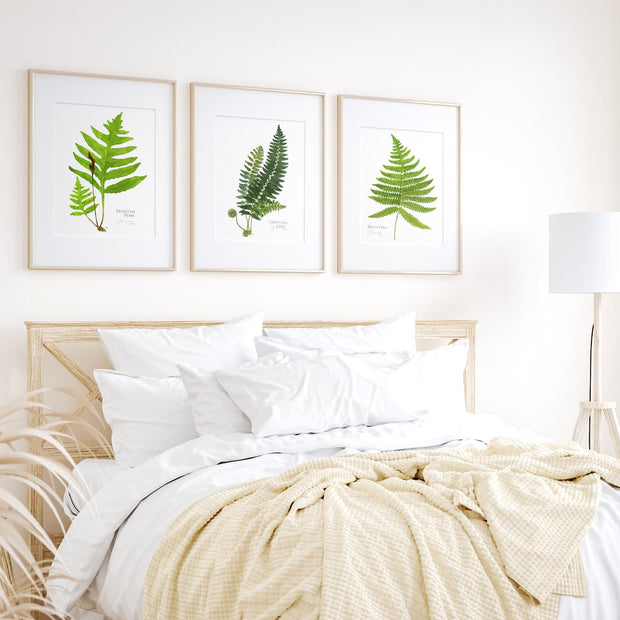 Beech Fern Botanical Print
