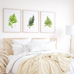 Sensitive Fern Botanical Print