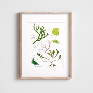 Seaweed Botanical Print