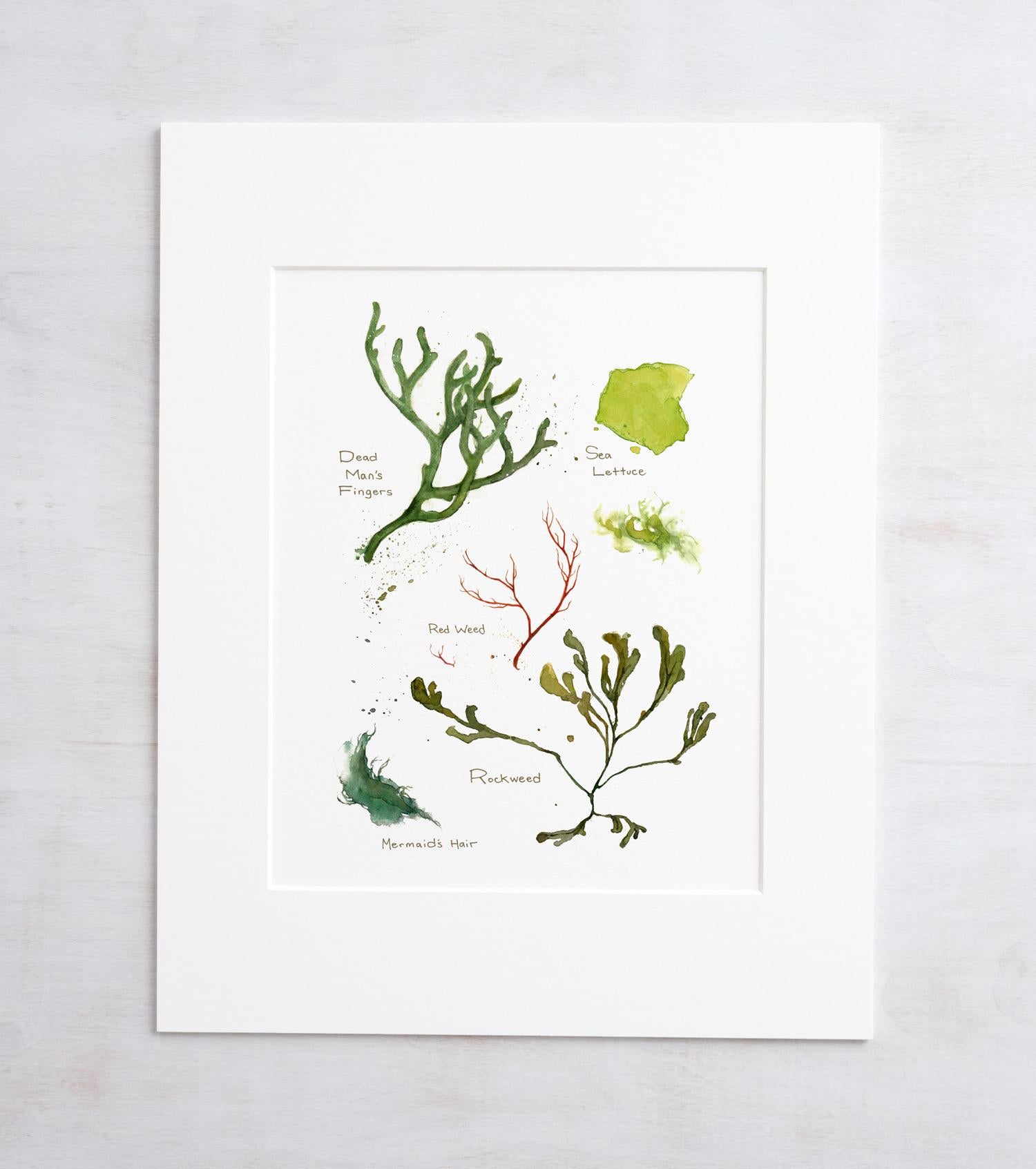 Seaweed Botanical Print