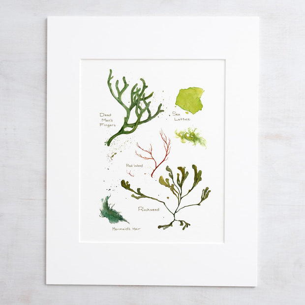 Seaweed Botanical Print
