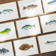 Yellowfin Tuna Print