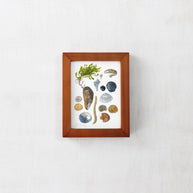 Shells and Seaweed Framed Watercolor Print Tabletop Frame
