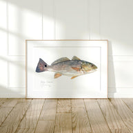 Red Drum Fish Print