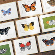 Butterfly Watercolor Print Set Choose Your Own Print Collection