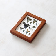 Shark Teeth Watercolor Art: Mini Framed Print