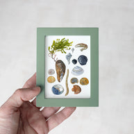 Shells and Seaweed Framed Watercolor Print Tabletop Frame