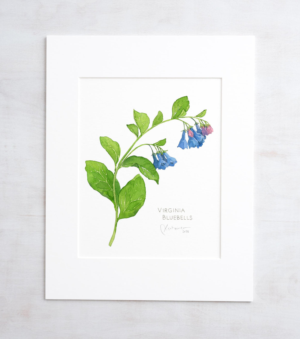 Virginia Bluebells Botanical Print