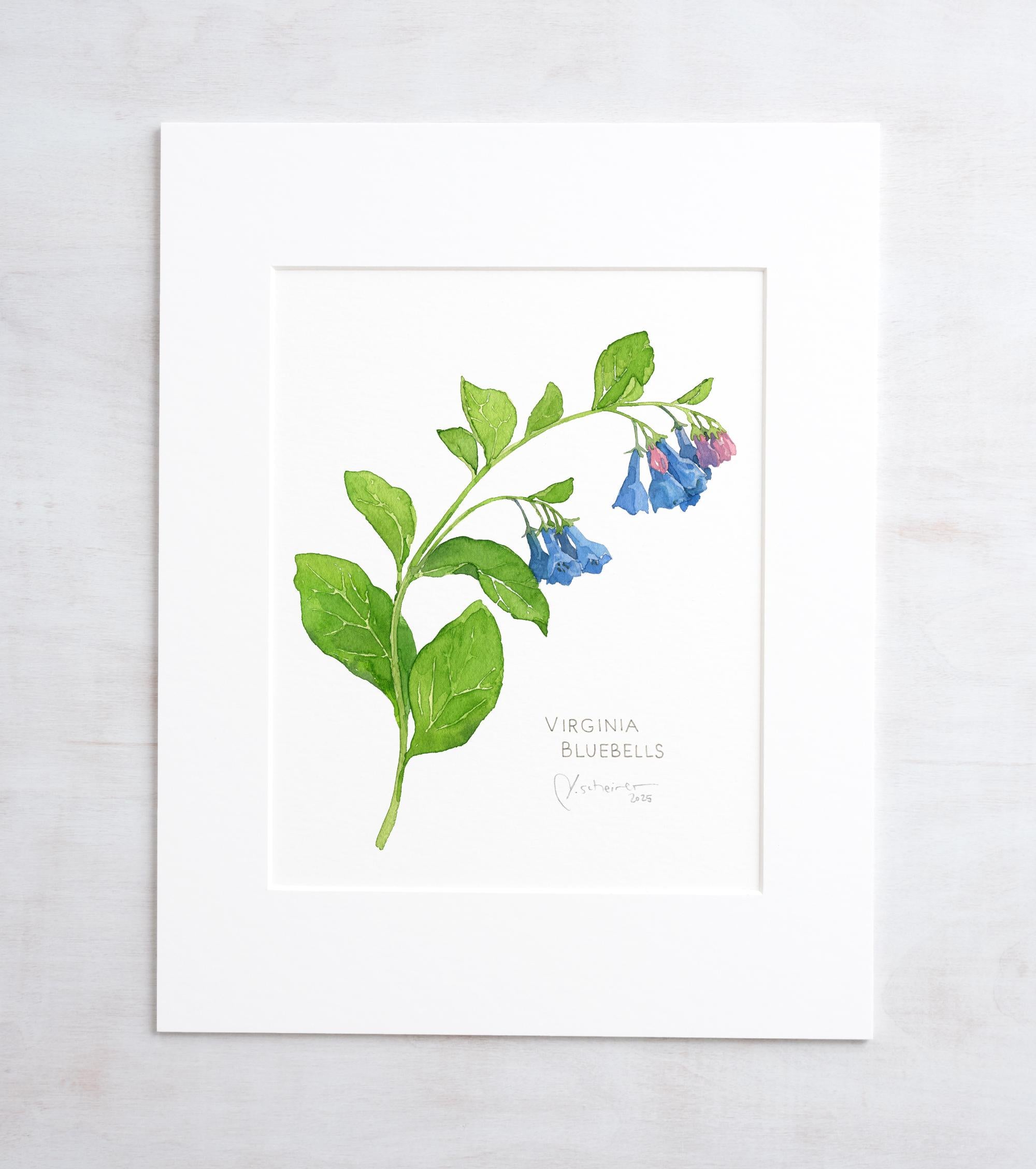 Virginia Bluebells Botanical Print