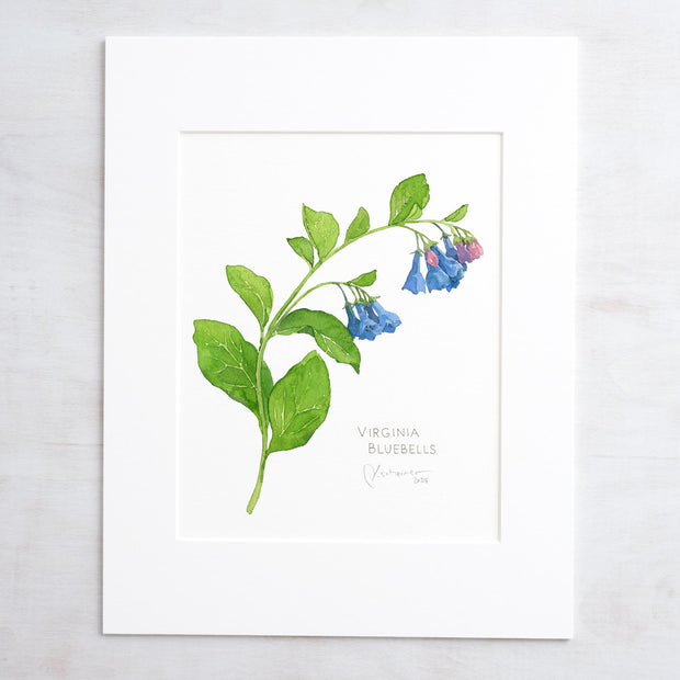 Virginia Bluebells Botanical Print