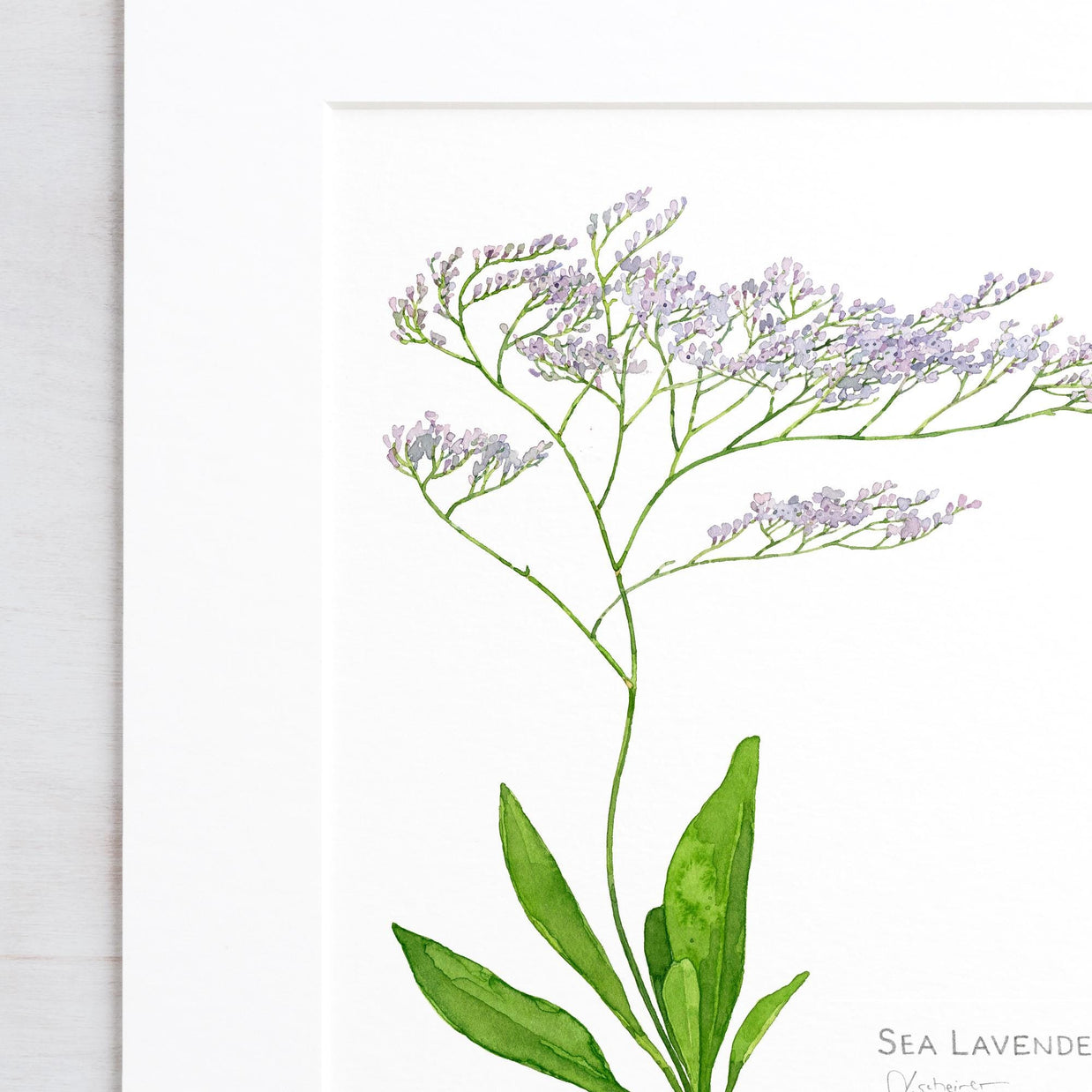 Sea Lavender Botanical Print