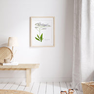 Sea Lavender Botanical Print