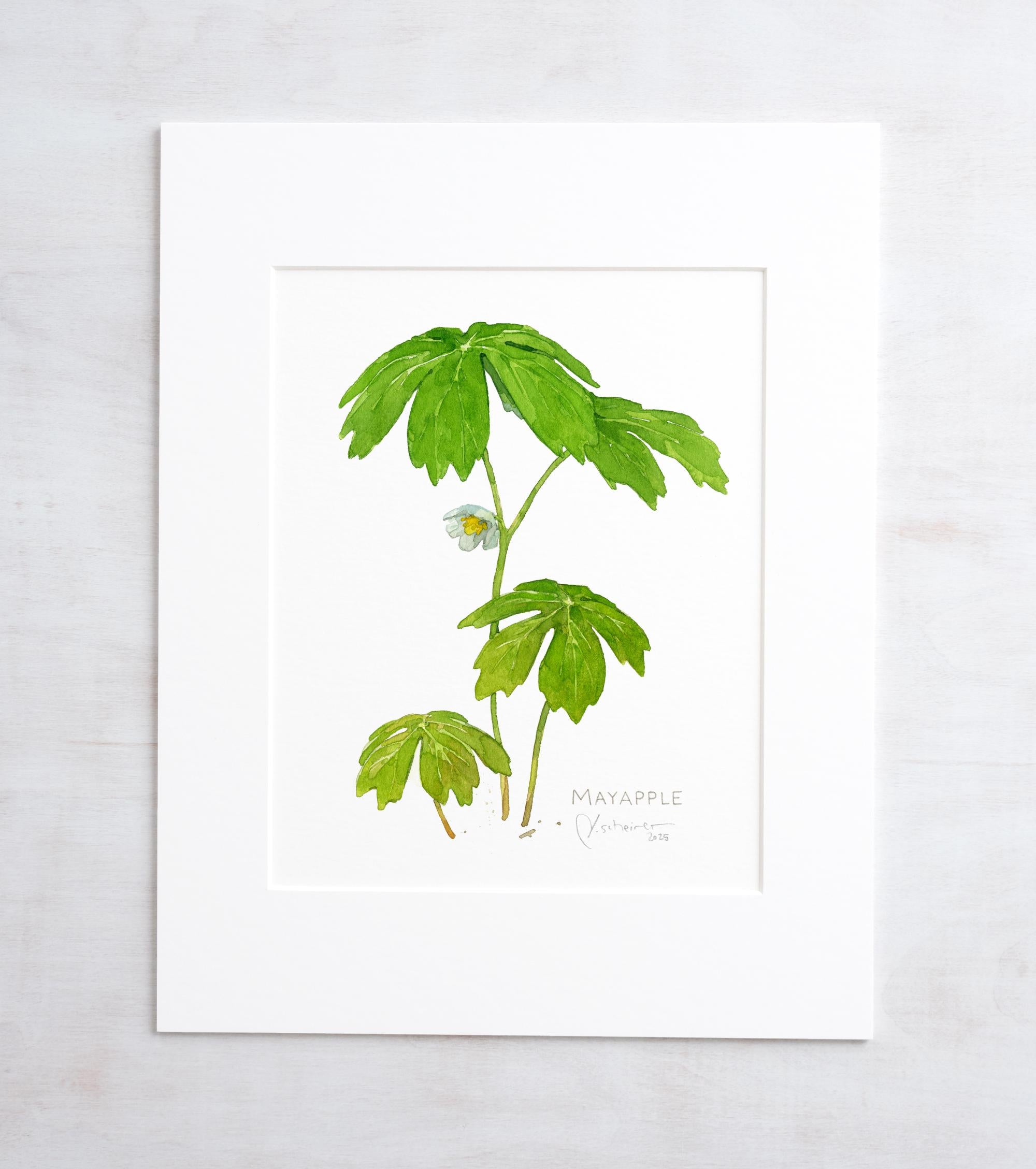 Mayapple Watercolor Print