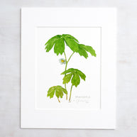 Mayapple Watercolor Print