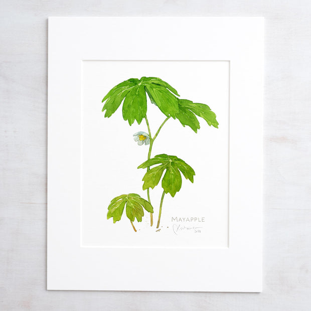 Mayapple Watercolor Print