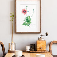 Pink Poppy Botanical Print
