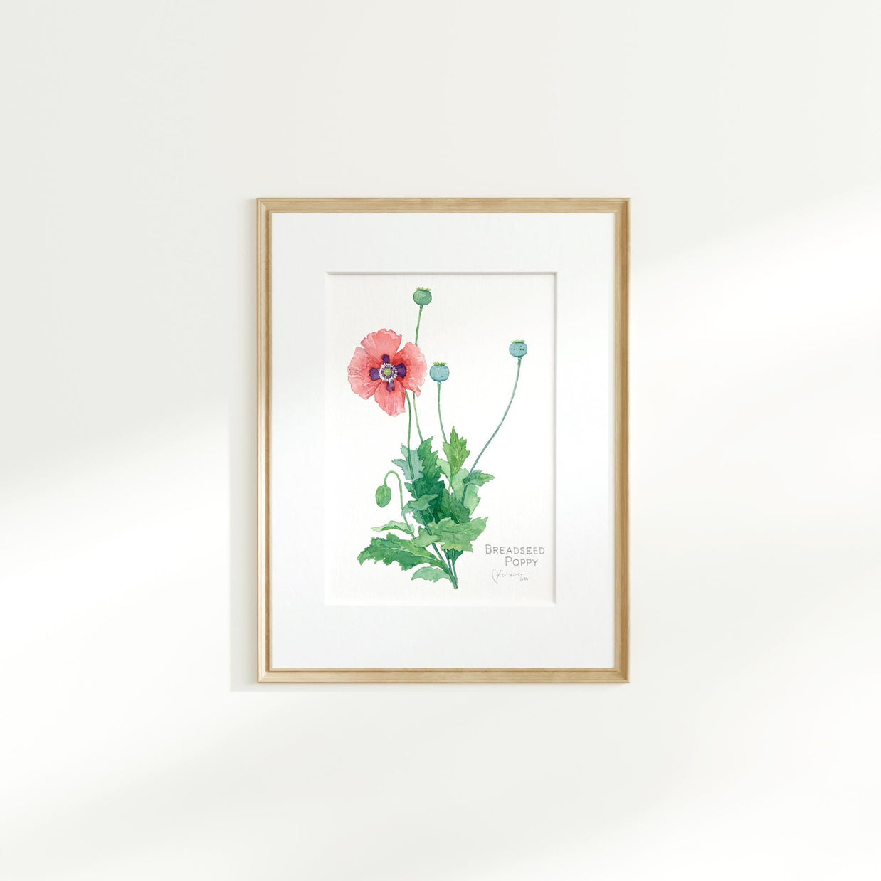 Pink Poppy Botanical Print