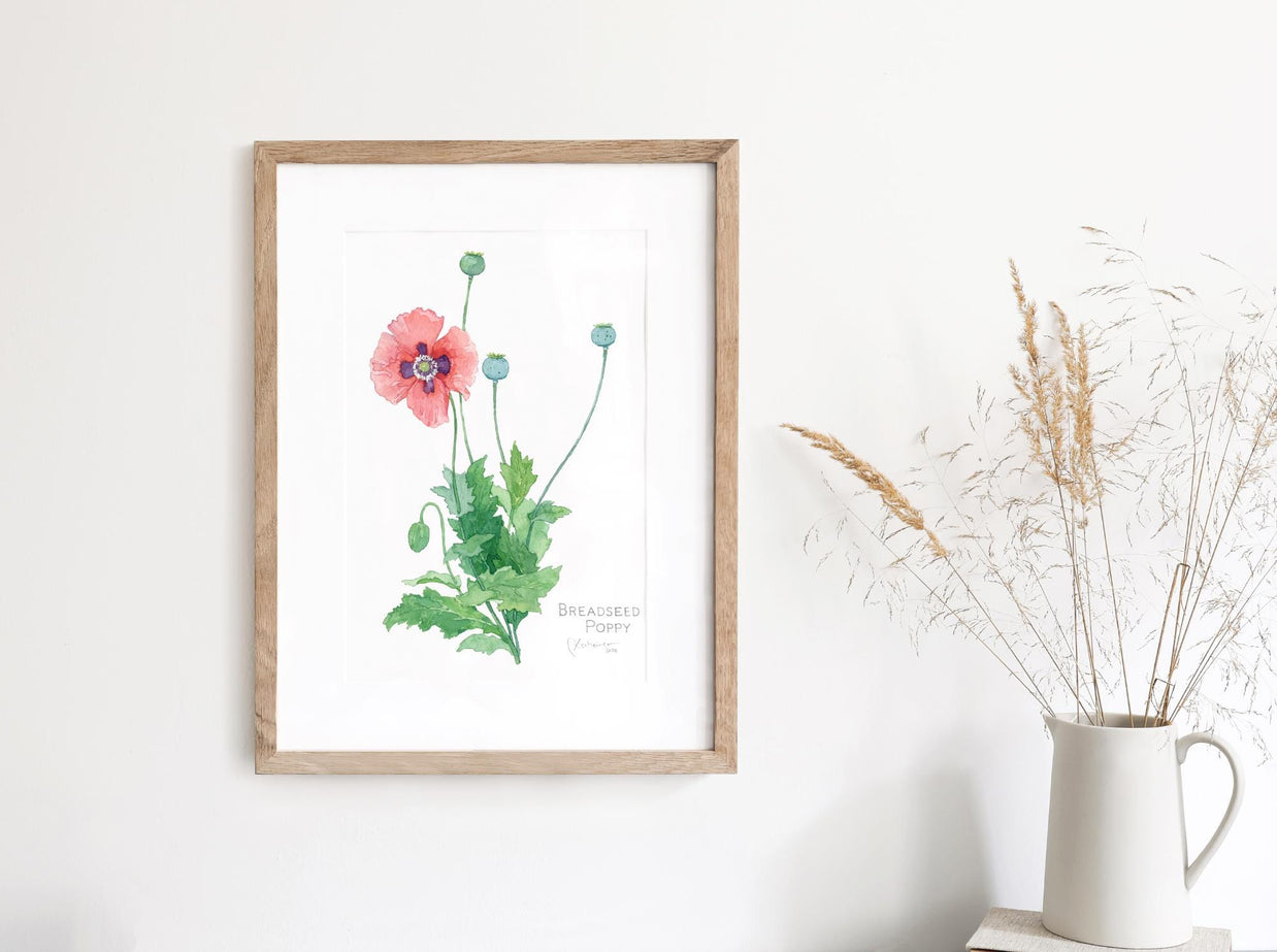 Pink Poppy Botanical Print