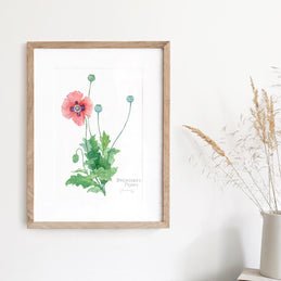 Pink Poppy Botanical Print