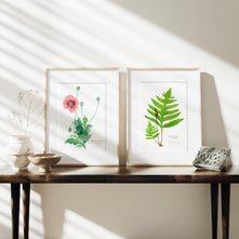 Pink Poppy Botanical Print