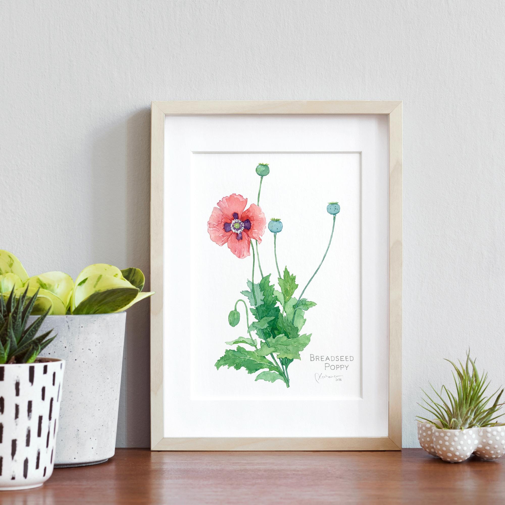 Pink Poppy Botanical Print