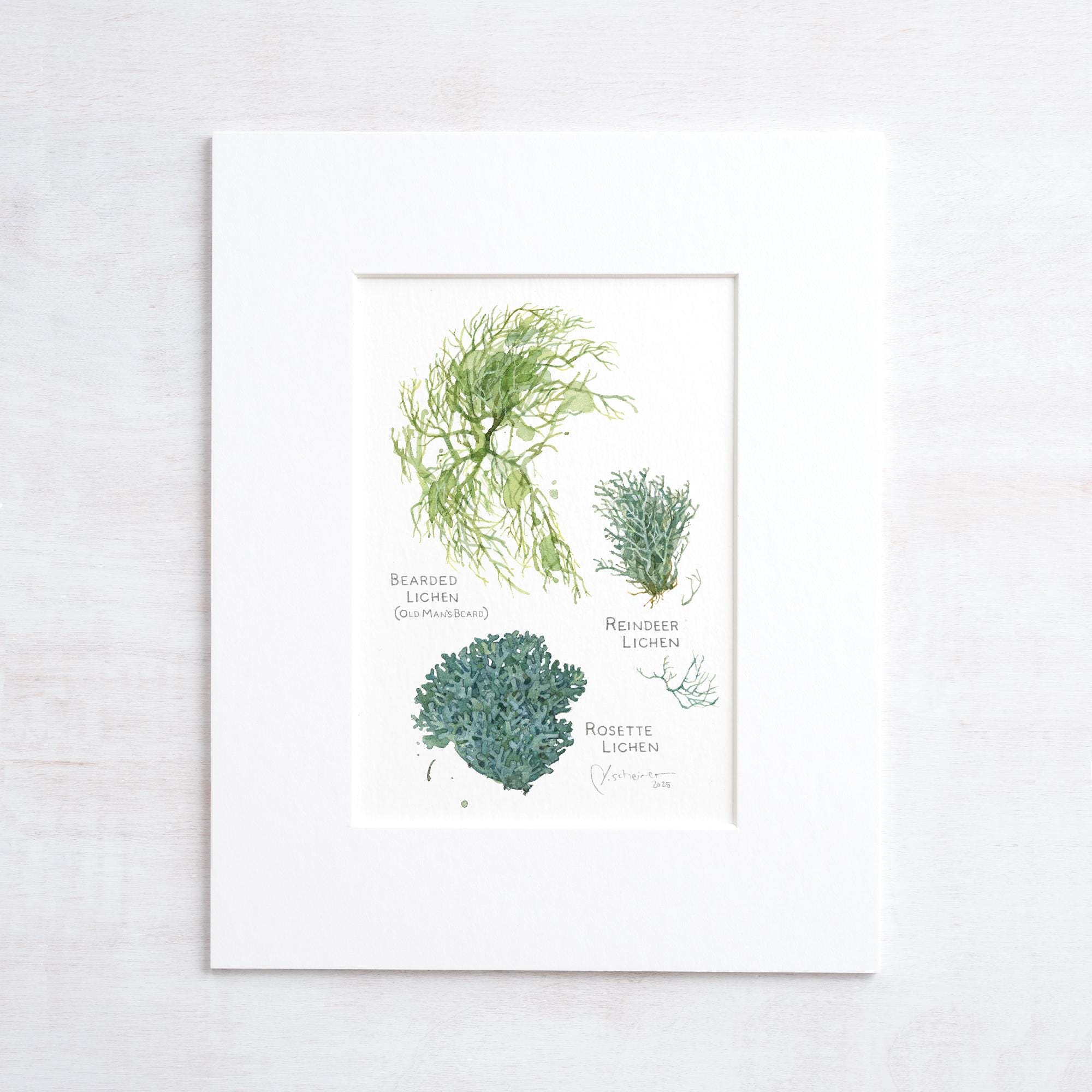 Lichen Botanical Print