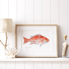 Red Snapper Print