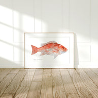 Red Snapper Print
