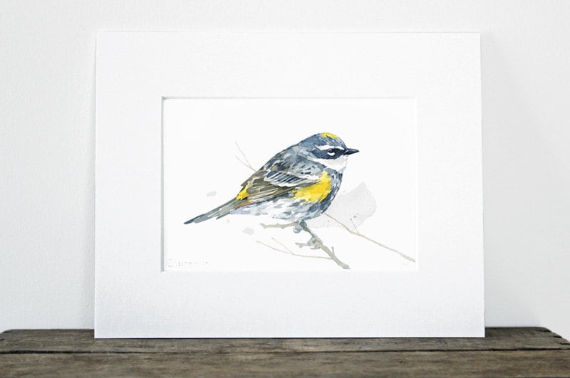 Yellow-Rumped Warbler Bird Print