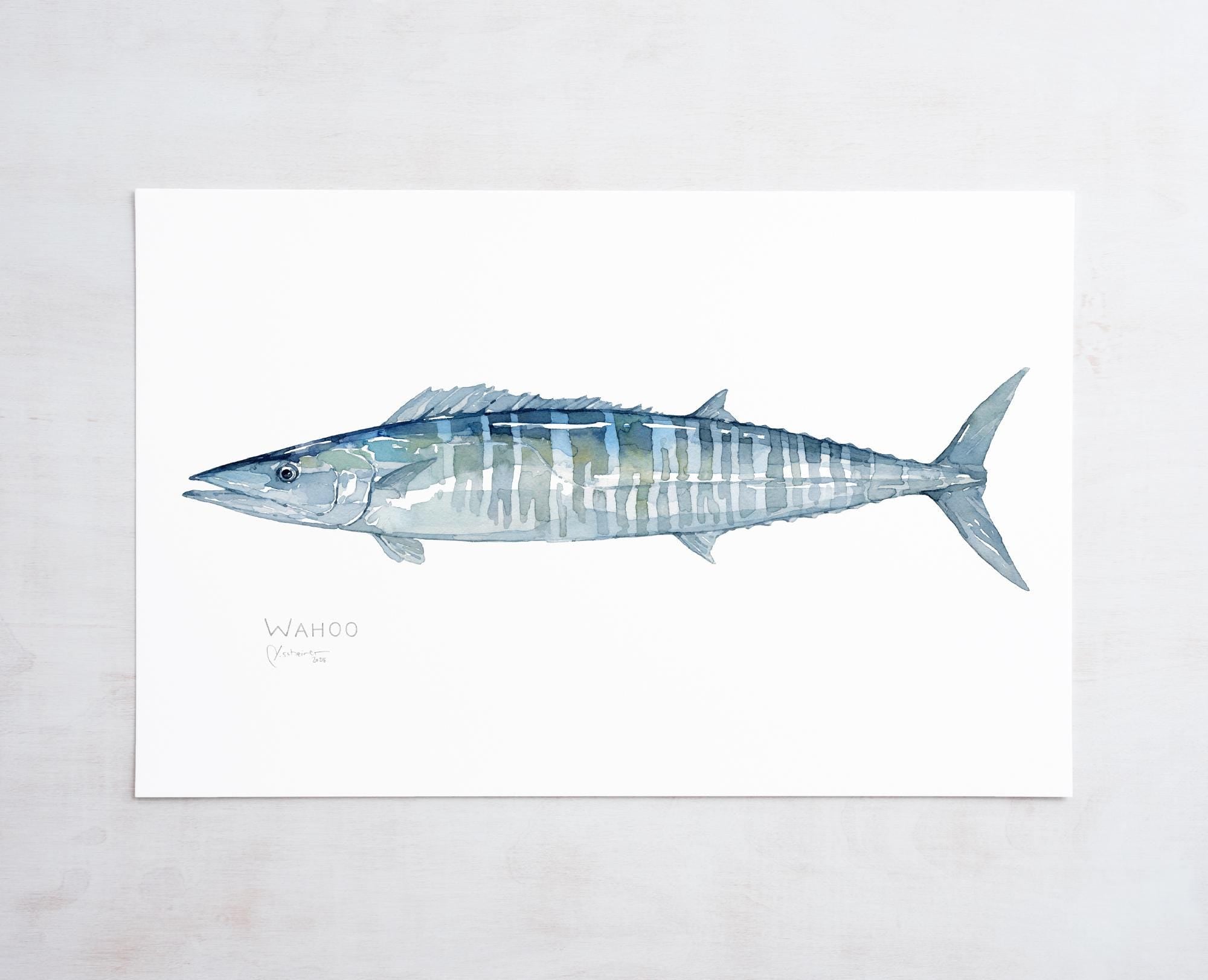 Wahoo Fish Watercolor Print