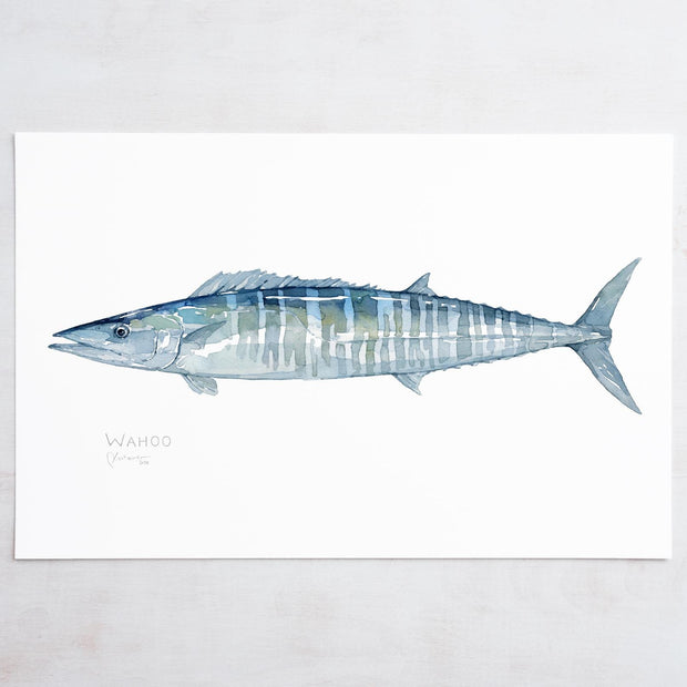Wahoo Fish Watercolor Print